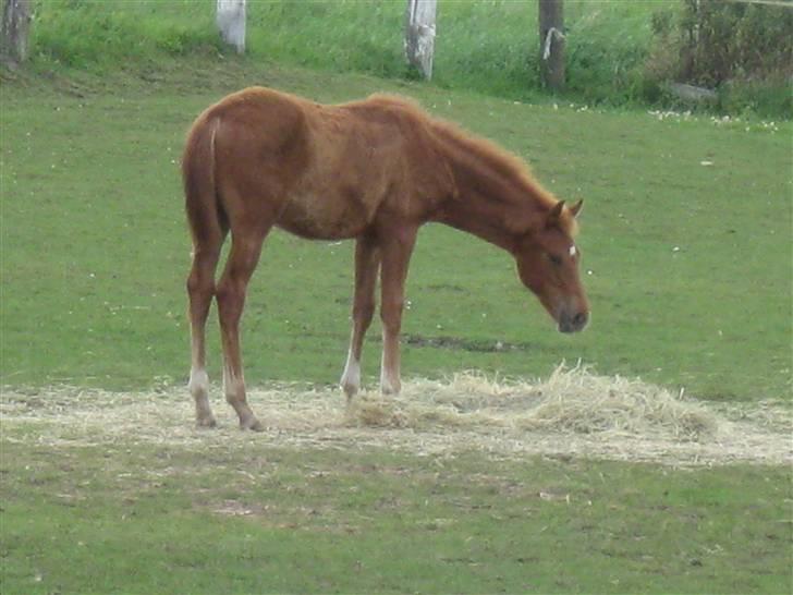 Dansk Varmblod Hoelgaards Simply Red - sommer 09 billede 6