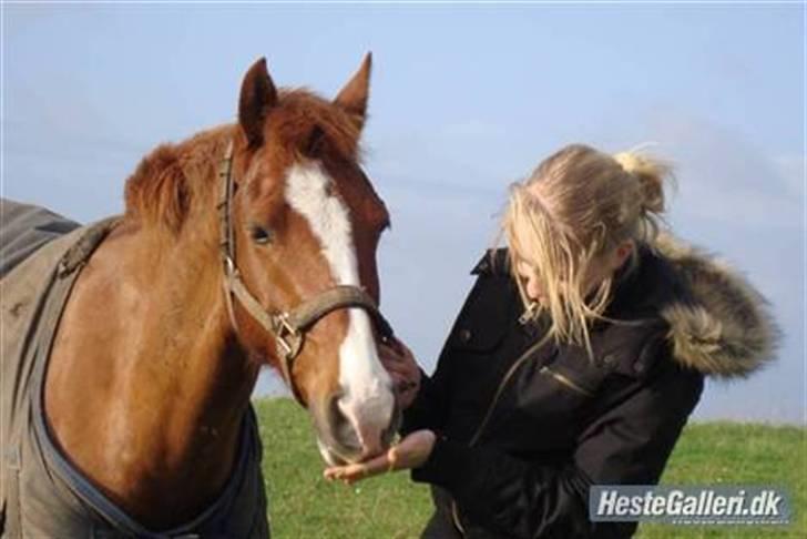 Hollandsk Sportspony Lunderups Magnum - SAVN:( billede 14