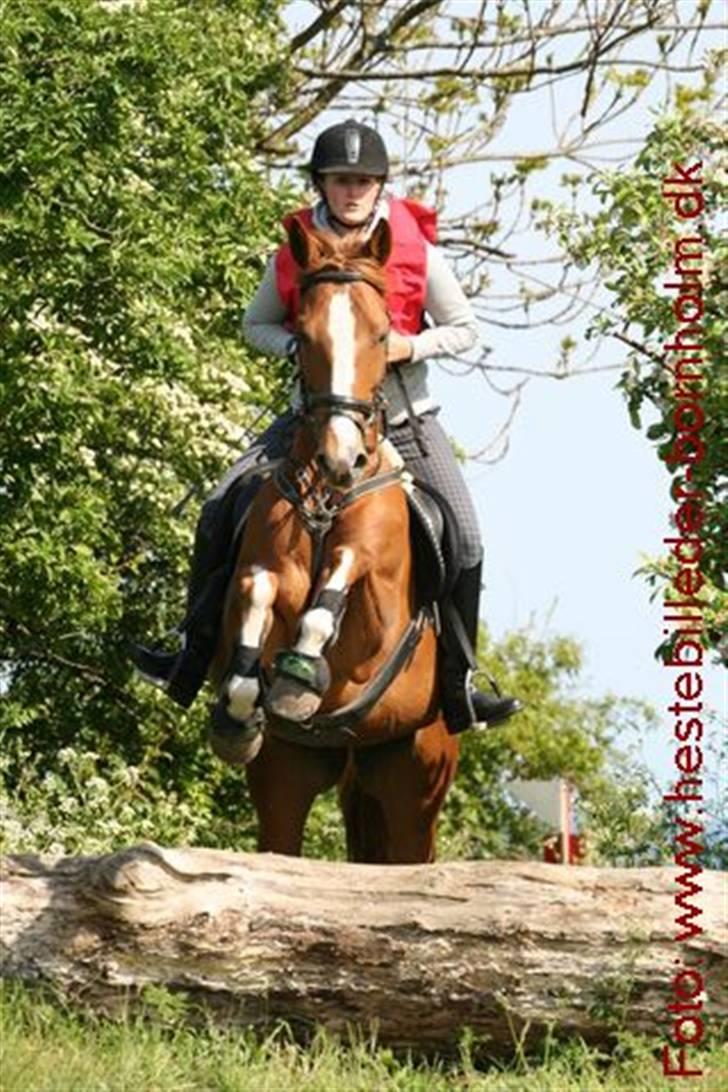 Dansk Varmblod Lindegaardens maybelline - cnc70  billede 16