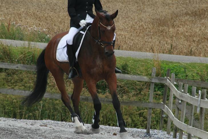 Dansk Varmblod Mister Delight SOLGT billede 14