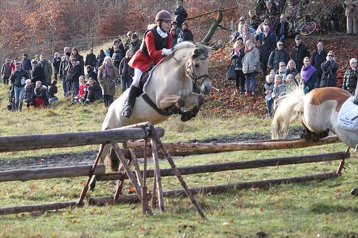 Fjordhest Kastanjegårdens Bolette  - Hubertusjagt 2010 Foto:Stine Kjærgård billede 9