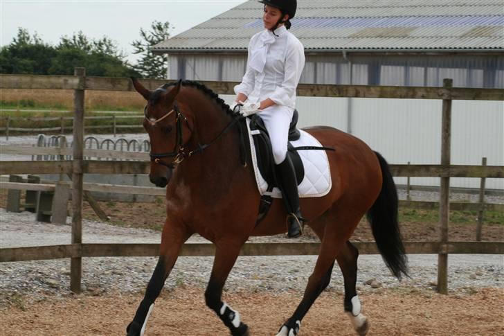 Dansk Varmblod Mister Delight SOLGT billede 15