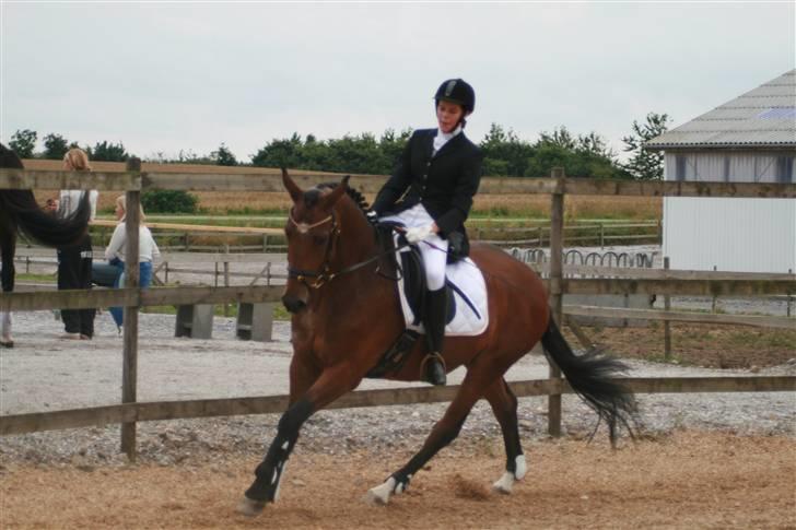 Dansk Varmblod Mister Delight SOLGT billede 16