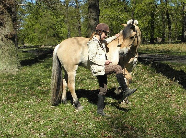 Fjordhest Kastanjegårdens Bolette  - Lyfter ben fra jorden, trick<3 :D Foto: Moder billede 4