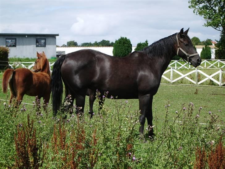 Anden særlig race musse billede 2