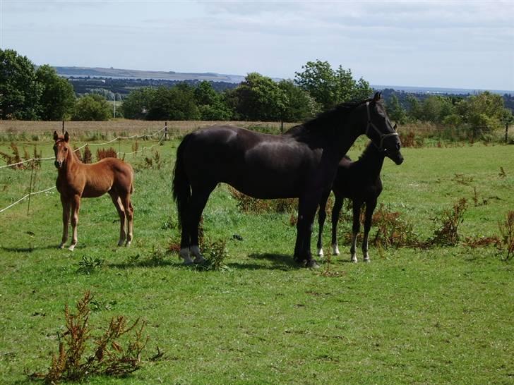 Anden særlig race musse billede 3