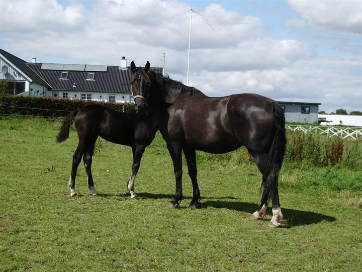 Anden særlig race musse billede 4