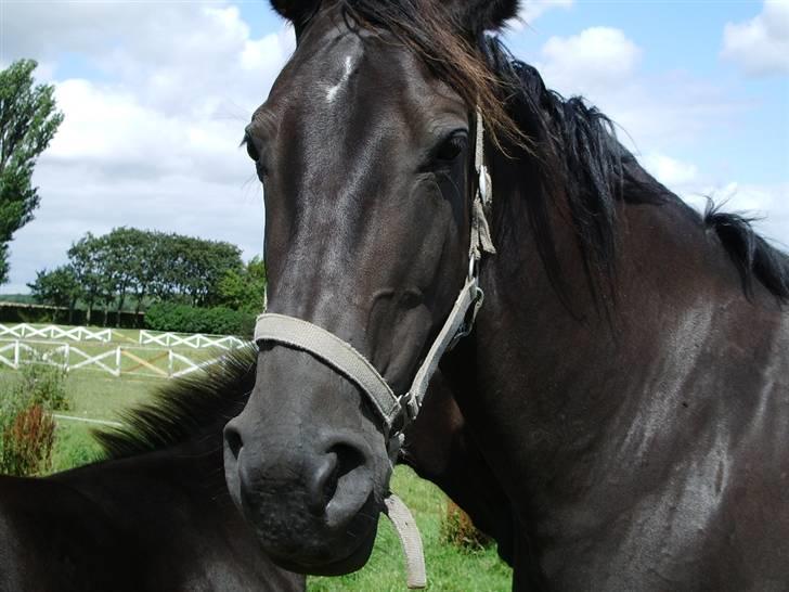 Anden særlig race musse billede 5
