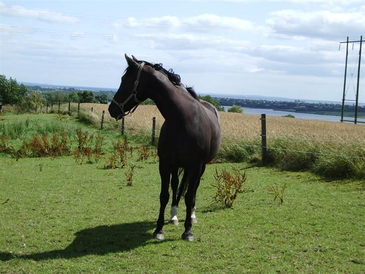 Anden særlig race musse billede 6