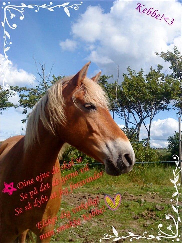 Haflinger /New Forest Kebbe - Keebe som fotomodel! :) billede 20