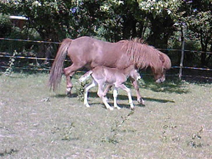 Islænder Askja fra Spillehuset R.I.P - #3. i fuldt fart  billede 3