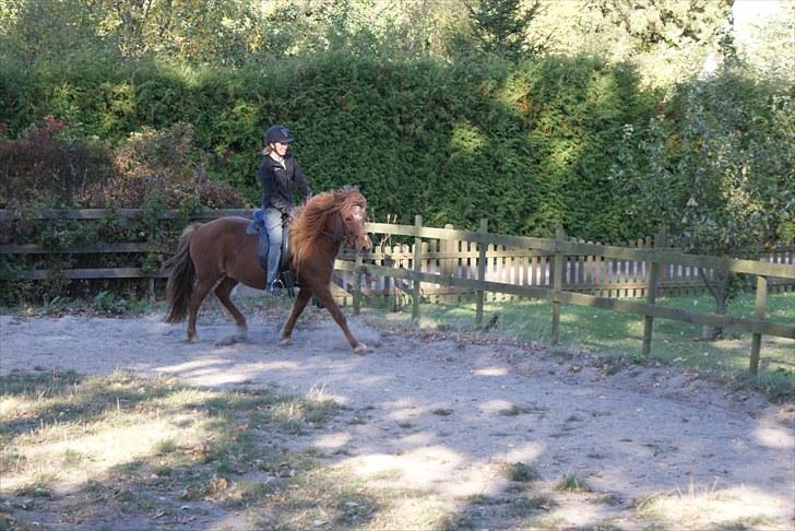 Islænder Askja fra Spillehuset R.I.P - #4. Askja i trav billede 4