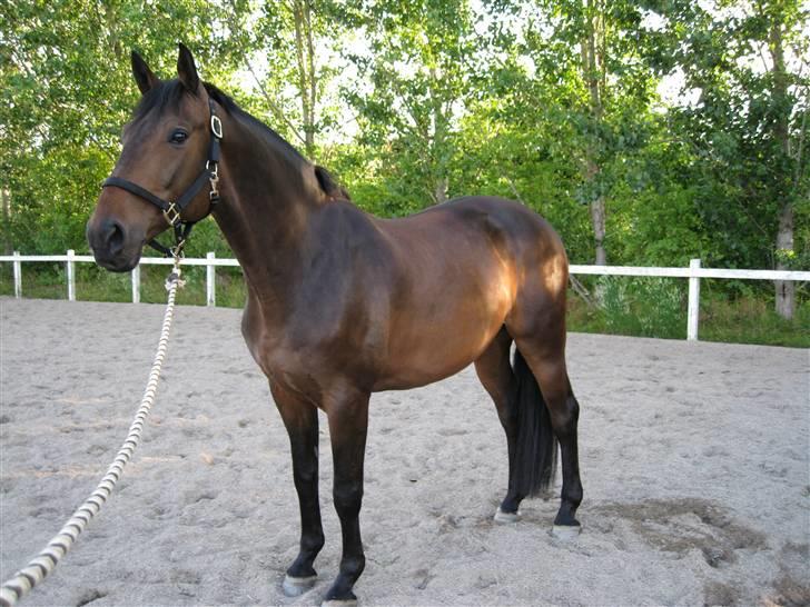 Holstener Calvin Ask billede 11