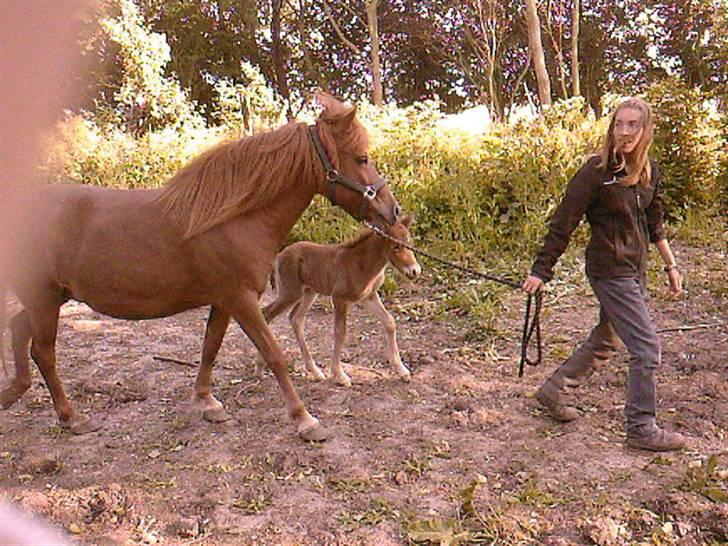 Islænder Askja fra Spillehuset R.I.P - #5. mig der går med Askja og Lilja ud på gæssen billede 5