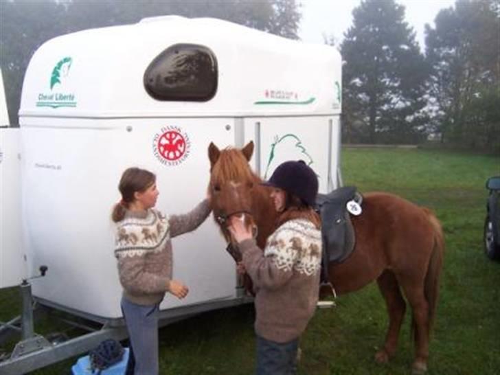 Islænder Askja fra Spillehuset R.I.P - #6. til stævnet sammen med min rytte Anja billede 6