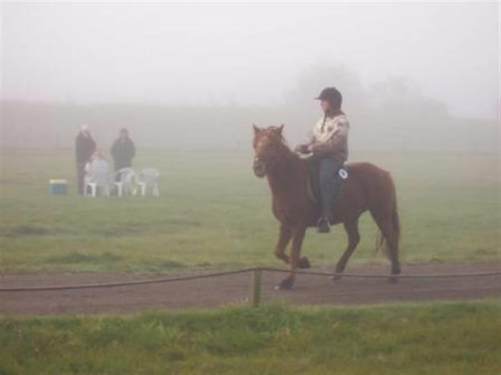 Islænder Askja fra Spillehuset R.I.P - #13. tölt til stævnet det var meget tåvet billede 13