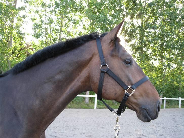 Holstener Calvin Ask billede 12