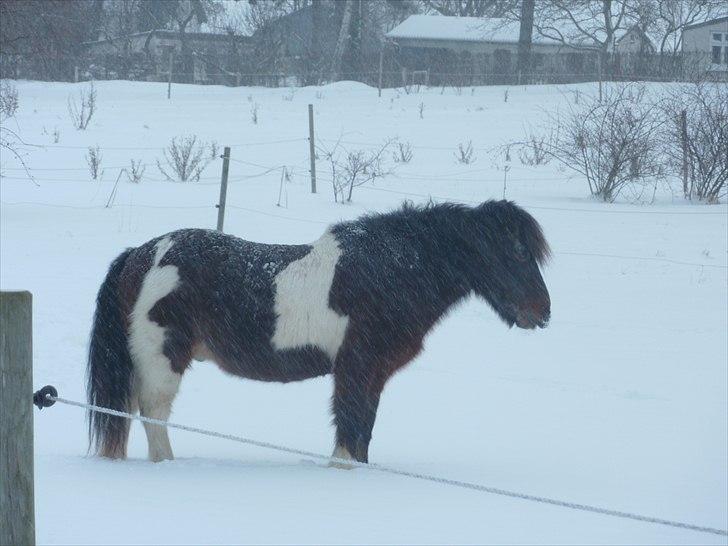 Islænder Lülli fra Krossi R.I.P  - #7 nyt. Lülli på marken billede 7