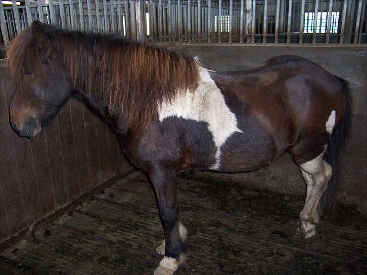 Islænder Lülli fra Krossi R.I.P  - #8. nyt da at stå oppe i Island billede 8