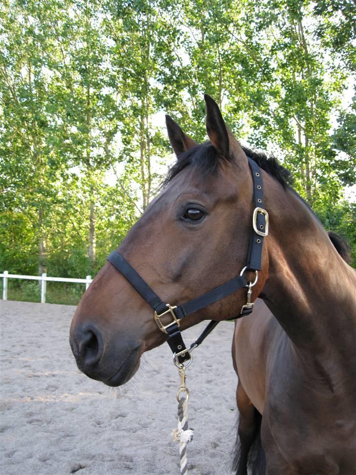 Holstener Calvin Ask billede 13