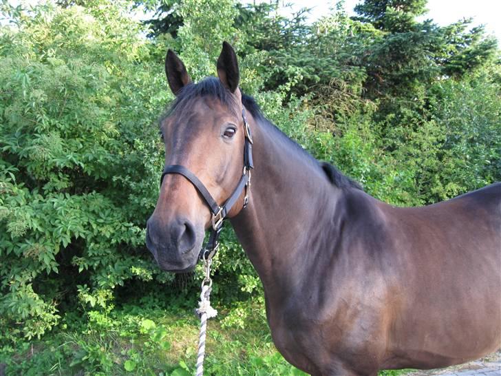 Holstener Calvin Ask billede 14