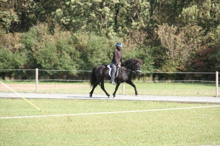 Islænder Raun fra Lille Nørregård solgt  - #9. nyt blössi stævne 2010 billede 6