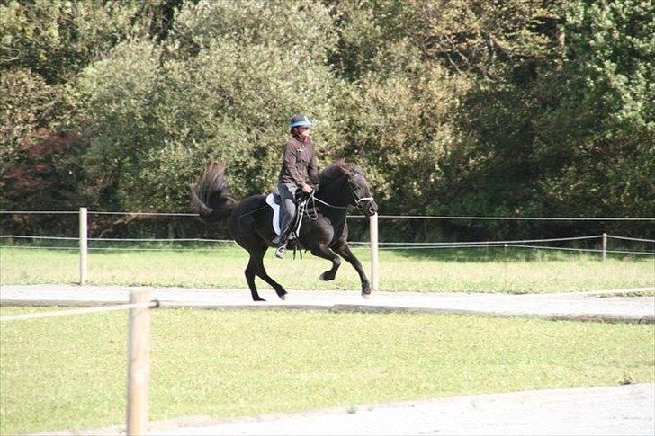 Islænder Raun fra Lille Nørregård solgt  - #13. nyt blössi stævne 2010 billede 7