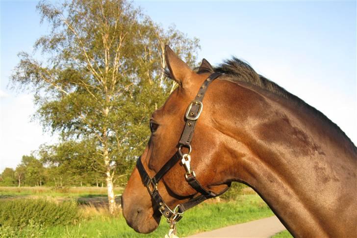 Holstener Calvin Ask billede 15