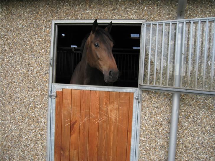 Holstener Calvin Ask billede 18