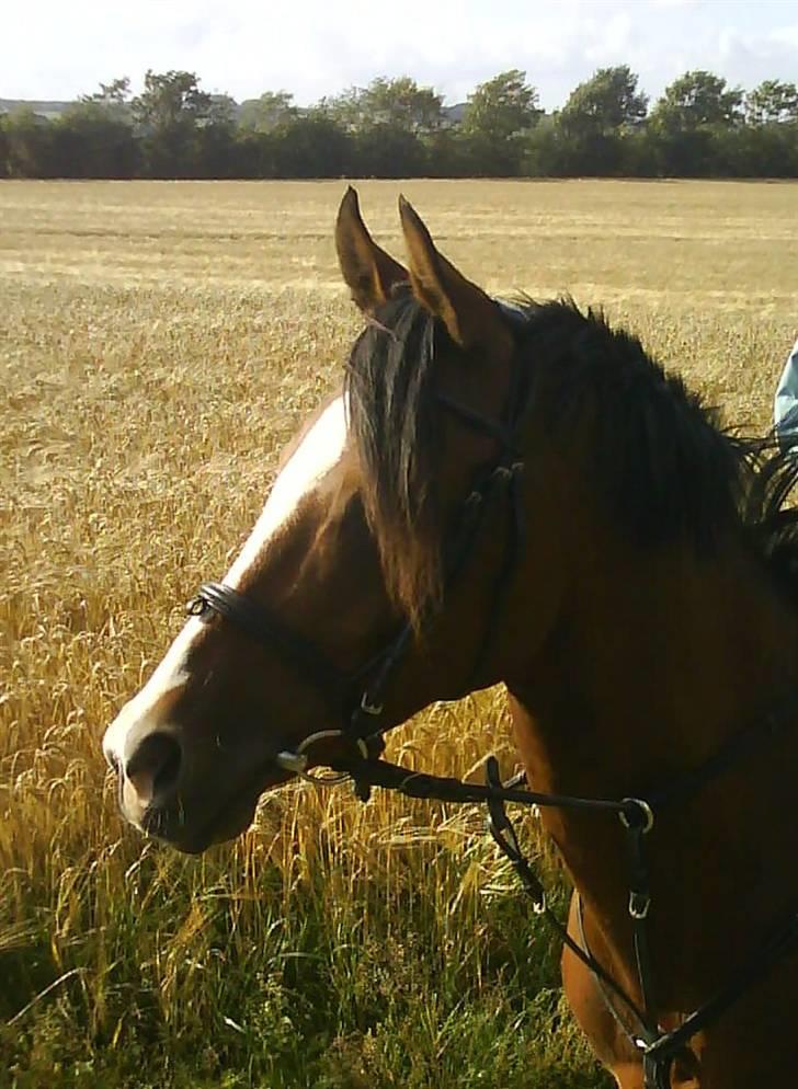 Anden særlig race Sunrice låne pony{B-Pony} - Hvad mund han kigger på? billede 9