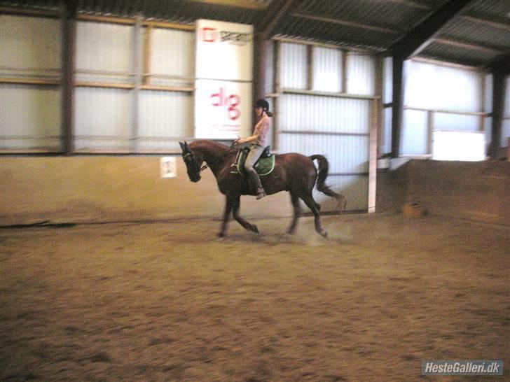 Anden særlig race Figaro  billede 19