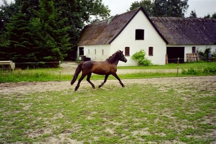 Islænder Gæfa fra Hejelte  - Gæfa fri trav

23/7-2011 billede 12