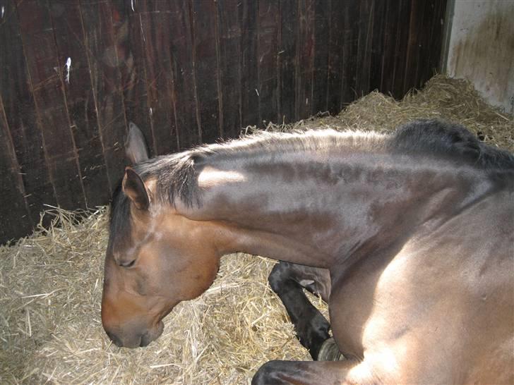 Holstener Calvin Ask billede 19