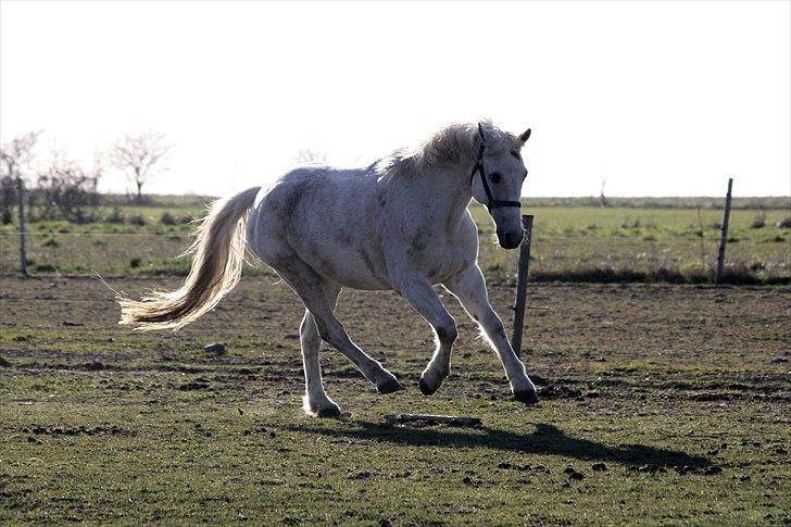 DSP  Stenvænge Sarka - Sarka på fold. billede 15