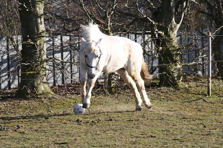 DSP  Stenvænge Sarka - yihaaaa billede 17