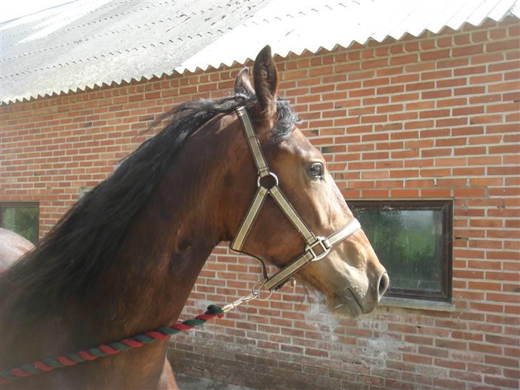 Barockpinto Adina SOLGT! billede 17