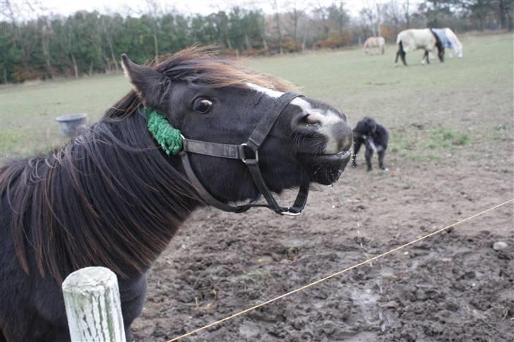 Anden særlig race Miss Papaya   - Papsen hygger sig!! xD billede 12