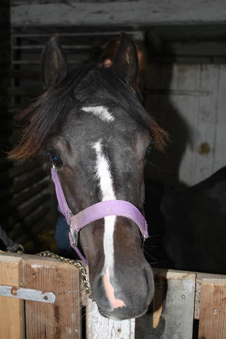 Anden særlig race Miss Papaya   - Smukke Papaya. billede 14
