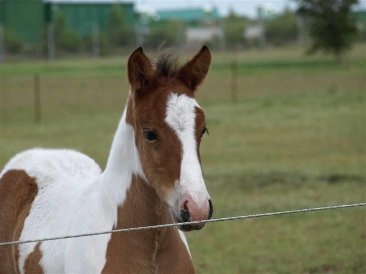 Anden særlig race Aikido (Solgt!) - Velkommen til verden, søde........... billede 1