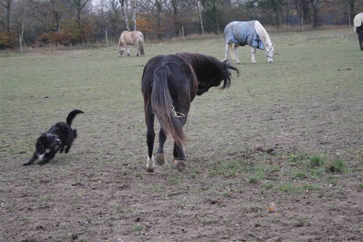 Anden særlig race Miss Papaya   - Leg med hunden! xD billede 15