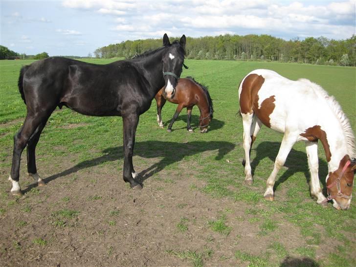 Anden særlig race Aikido (Solgt!) - Aikido og Shiraz. billede 2