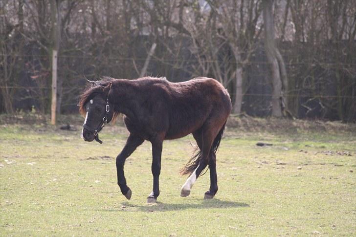 Anden særlig race Miss Papaya   - traver på folden..  billede 16