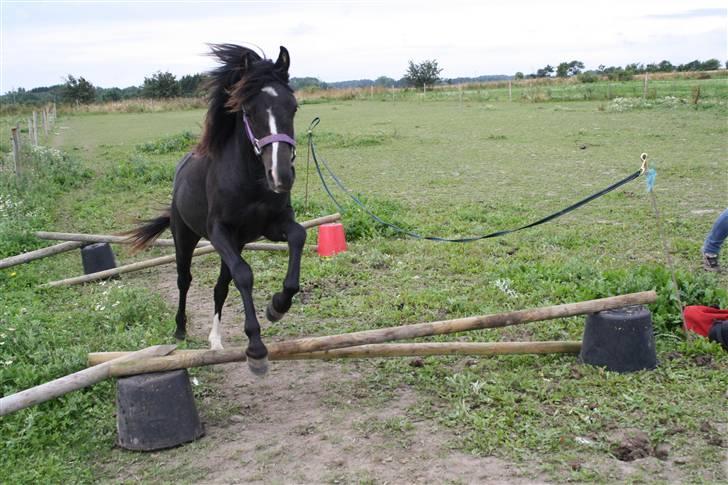 Anden særlig race Miss Papaya   - Tju hej hvor det går. Papsen styre bare til det der. ;D billede 17