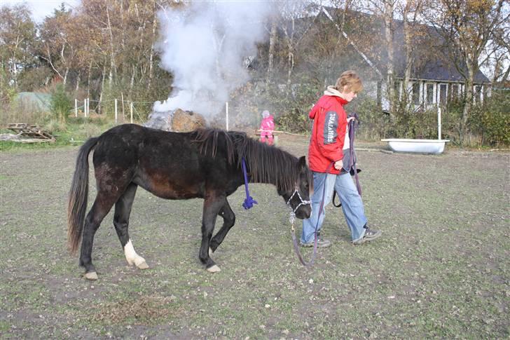 Anden særlig race Miss Papaya   - Jordtræning. (; billede 18