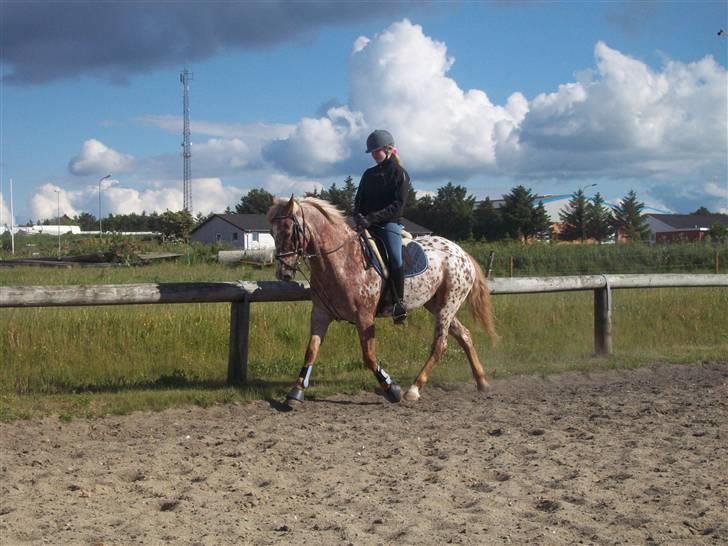 Anden særlig race Onyx ¤SOLGT¤ )': - #5 øqning d; <3  ik den bedste <3 billede 5