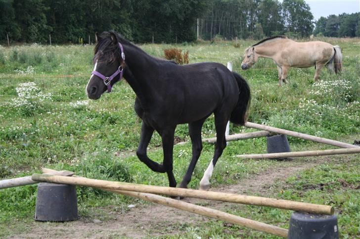 Anden særlig race Miss Papaya   - Papaya ELSKER at springe. ;D billede 19