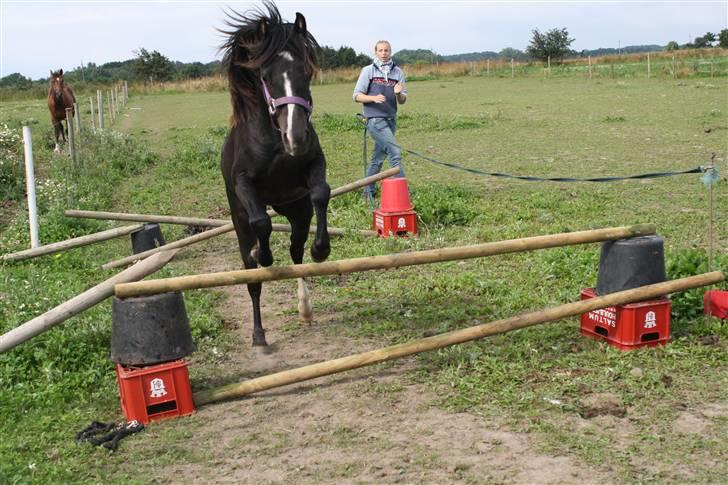 Anden særlig race Miss Papaya   - Dette er det højeste Papaya nåede at springe. (; billede 13