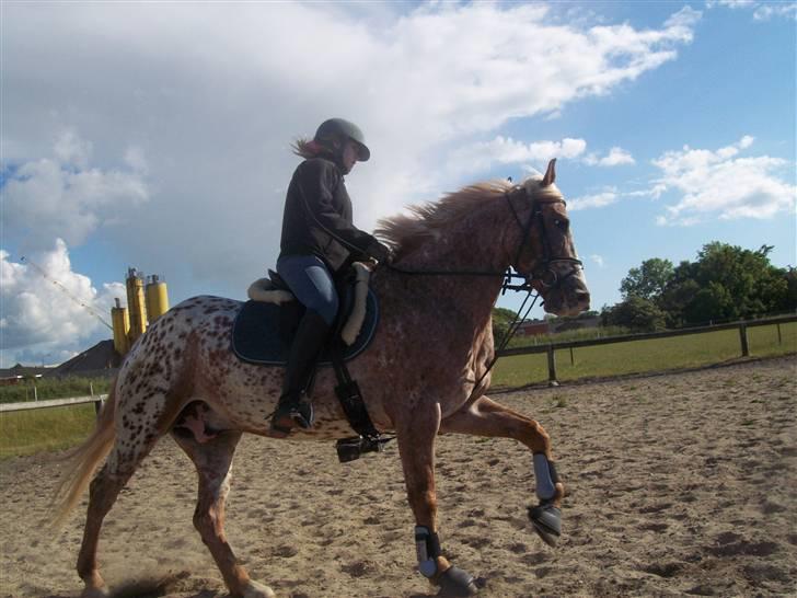 Anden særlig race Onyx ¤SOLGT¤ )': - #7 fordi; han kan godt gå pænt engang imellem :D <3 billede 7