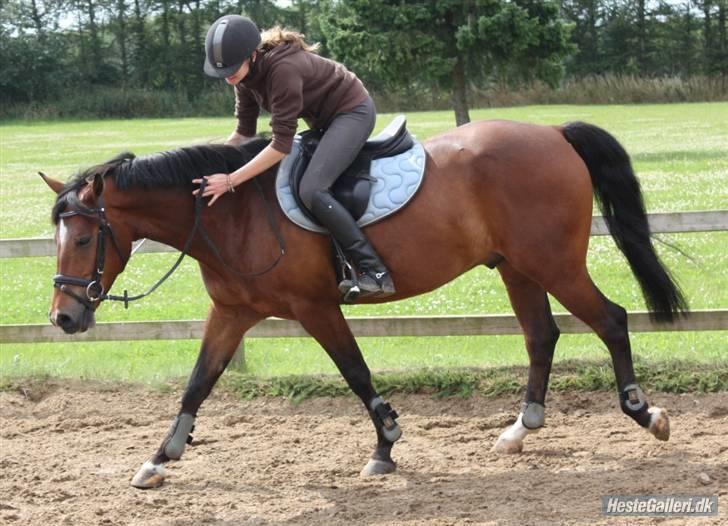 New Forest Ibi Star B-pony  billede 12