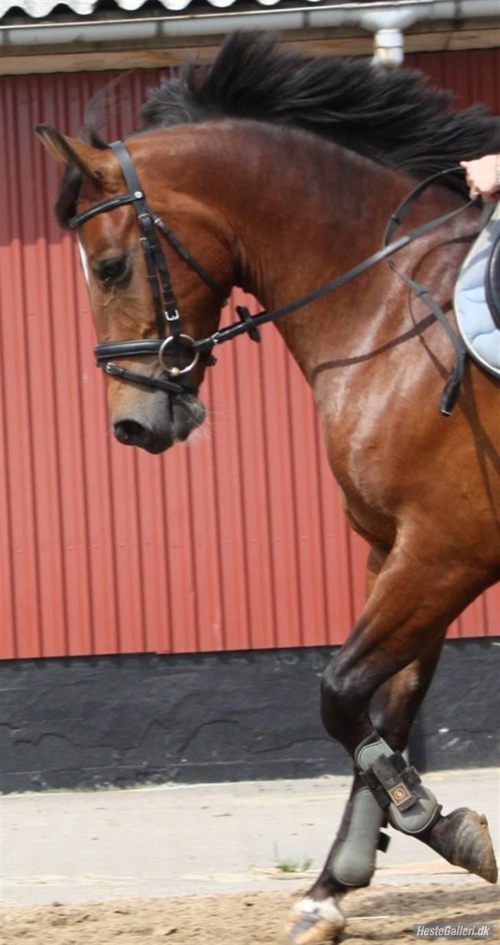 New Forest Ibi Star B-pony  billede 13